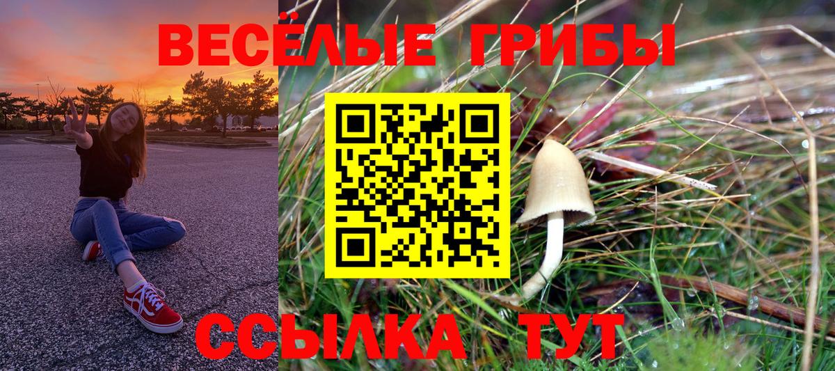 Псилоцибиновые грибы Psilocybe Искитим